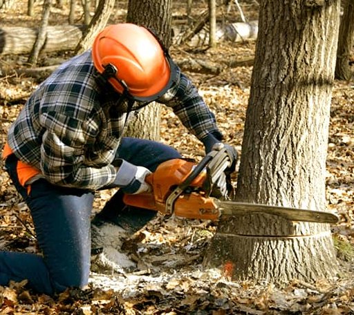 Tree Removal in Dolphin, VA